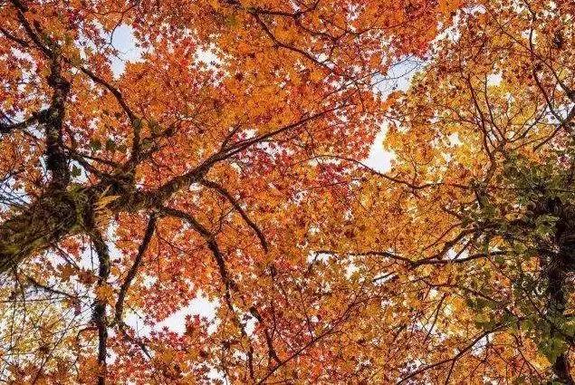 停车坐爱枫林晚霜叶红于二月花,西安秋季开车看红叶最好去处