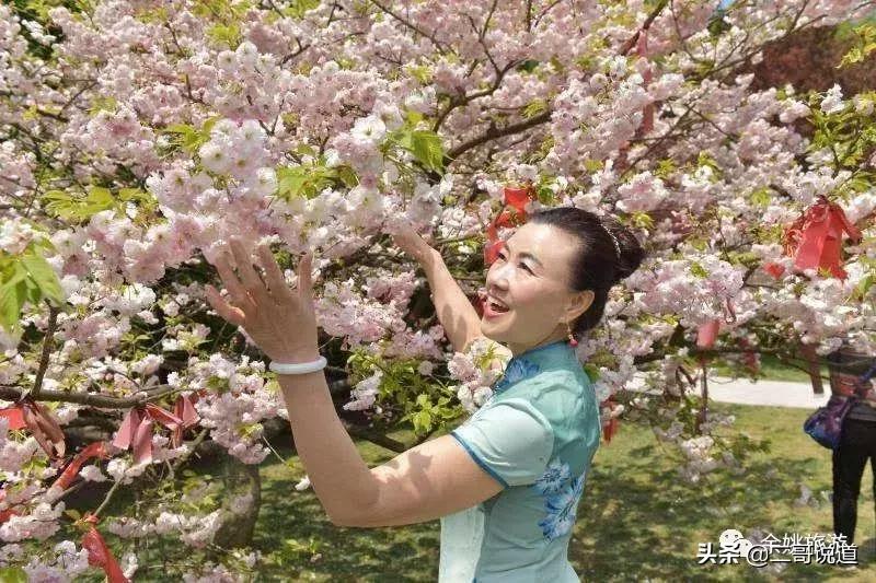 浙江看日本樱花最佳地方,浙江赏樱花最佳地排行榜