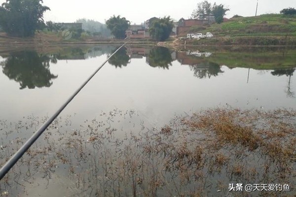 秋钓大鲫鱼怎么避免白条闹,野钓大板鲫怎么避免小鱼闹窝
