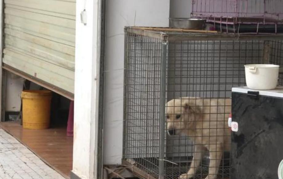 小区养狗扰民太脏了,小区养狗半夜狗叫