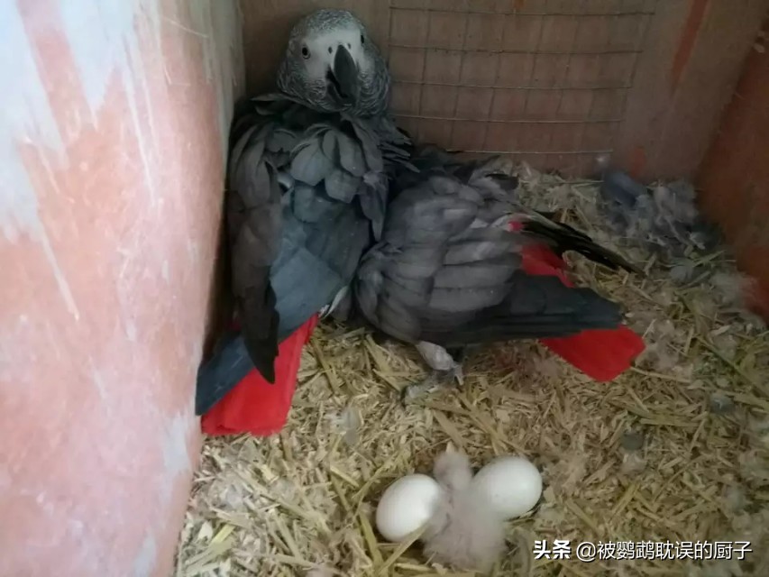 鹦鹉翅膀底下掉毛,我家鹦鹉下蛋了怎么办
