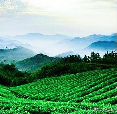 海丰公平西坑绿茶,海丰西坑茶叶