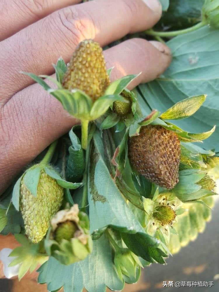 蓟马草莓花期怎么治疗最好,治草莓蓟马最好的土方法