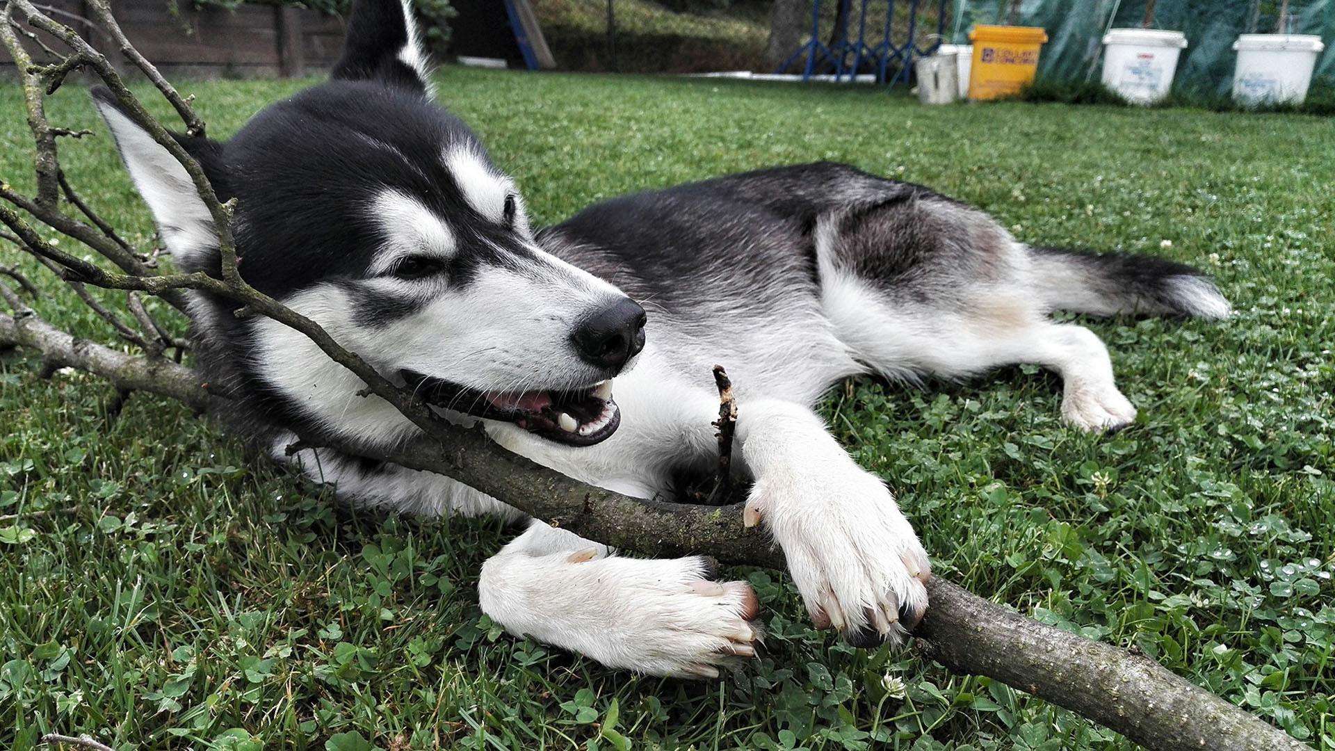 狗窝的腥臭味如何去除,狗窝特别臭怎么办