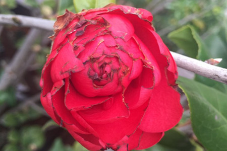 茶花开花后花瓣变软,为何茶花花瓣发黄