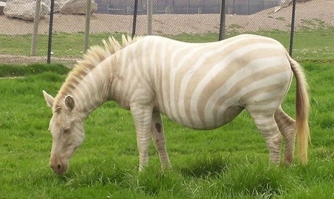 世界最罕见的十个杂交动物,世界罕见动物长得像蜘蛛但有尾巴