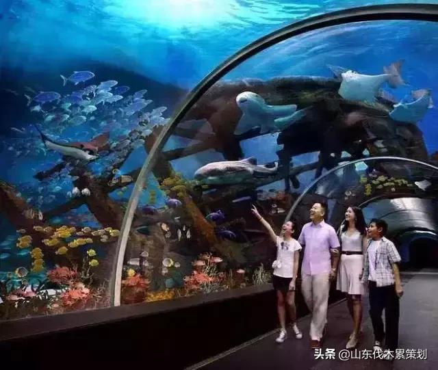 自驾游山东日照网红打卡旅游攻略,东夷花仙子美景