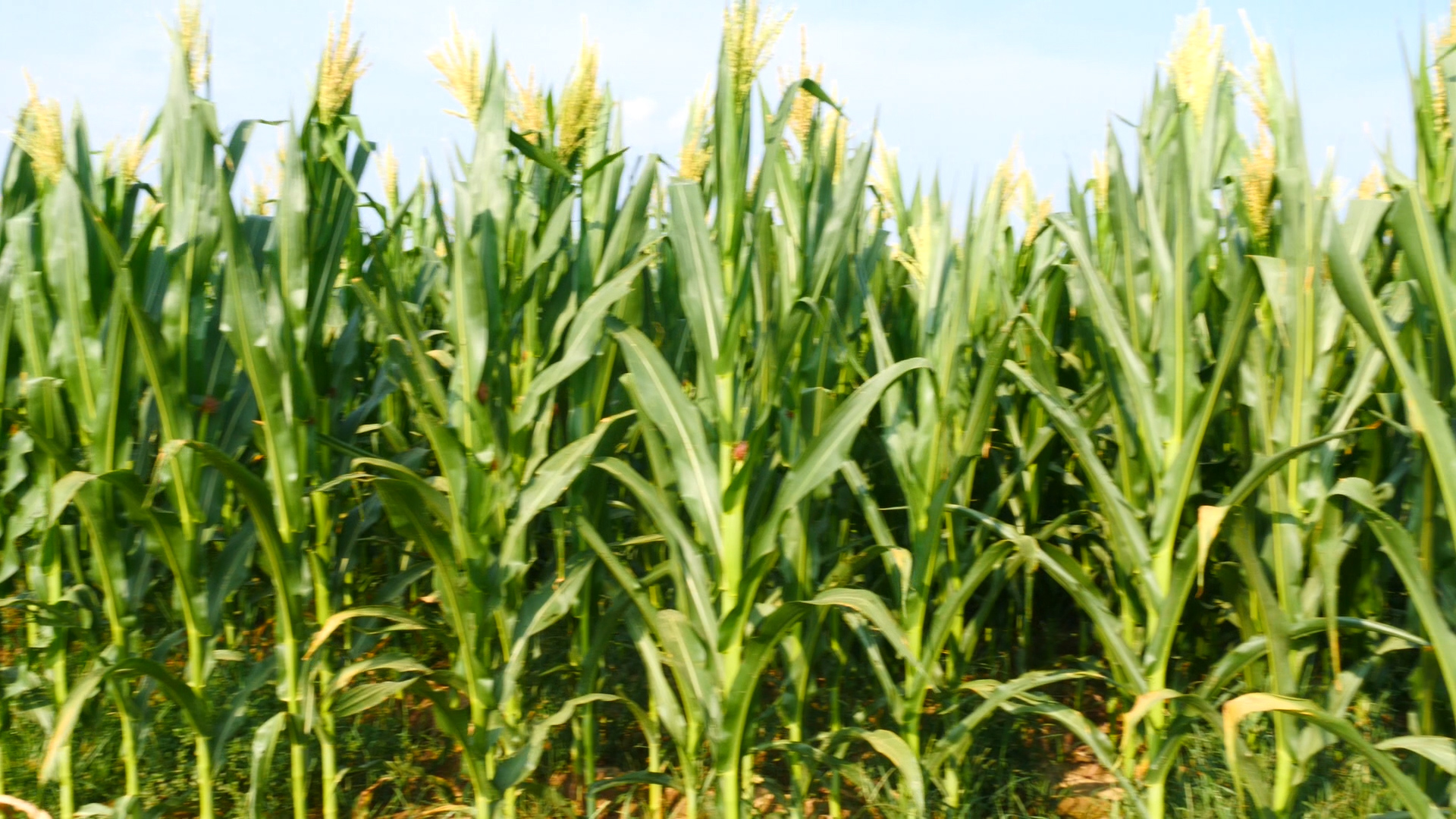 玉米种子二次拌种用锌肥,玉米高产小技巧