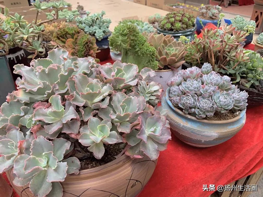 2元花盆批发,2元左右的花盆