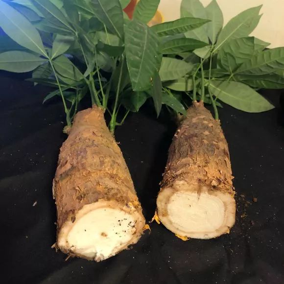 发财树和绿萝哪个好养活,发财树春天掉叶子挽救方法