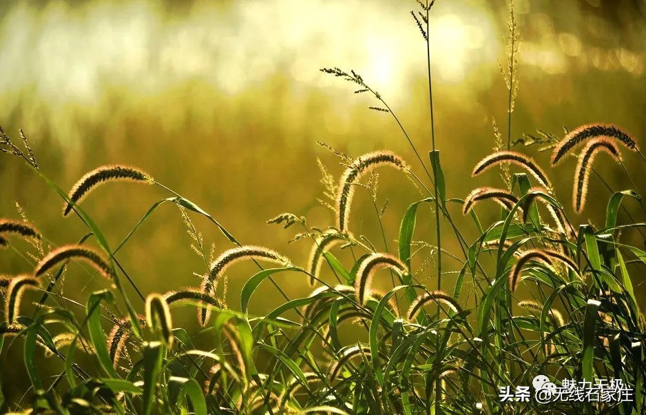 澶х編鏃犳瀬楂樻竻鐩存挱,澶х編鏃犳瀬