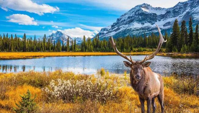 大陆免签国家2019,中国对哪些国家单方面免签