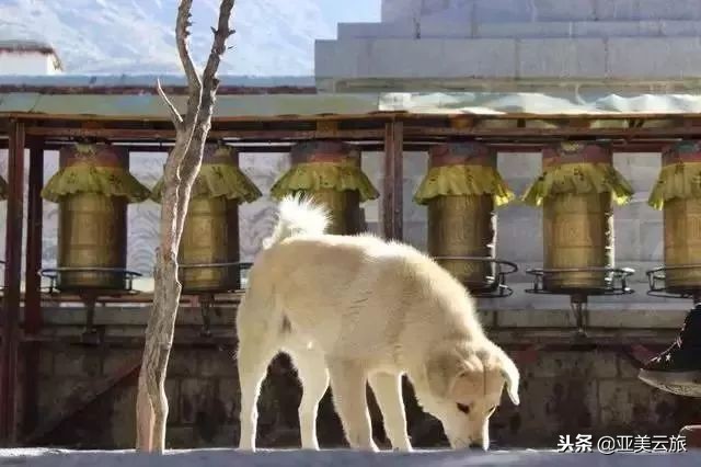 这个冬天邂逅西藏的美好时光 (冬天和爱人邂逅真正的西藏)