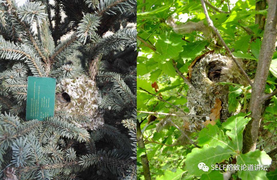科学家如何观察植物,鸟类的研究方法