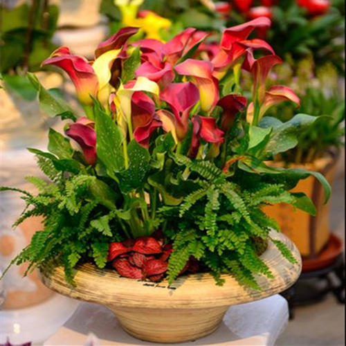 彩色马蹄莲开花期间怎么养护,彩色马蹄莲冬天怎么养鲜切花