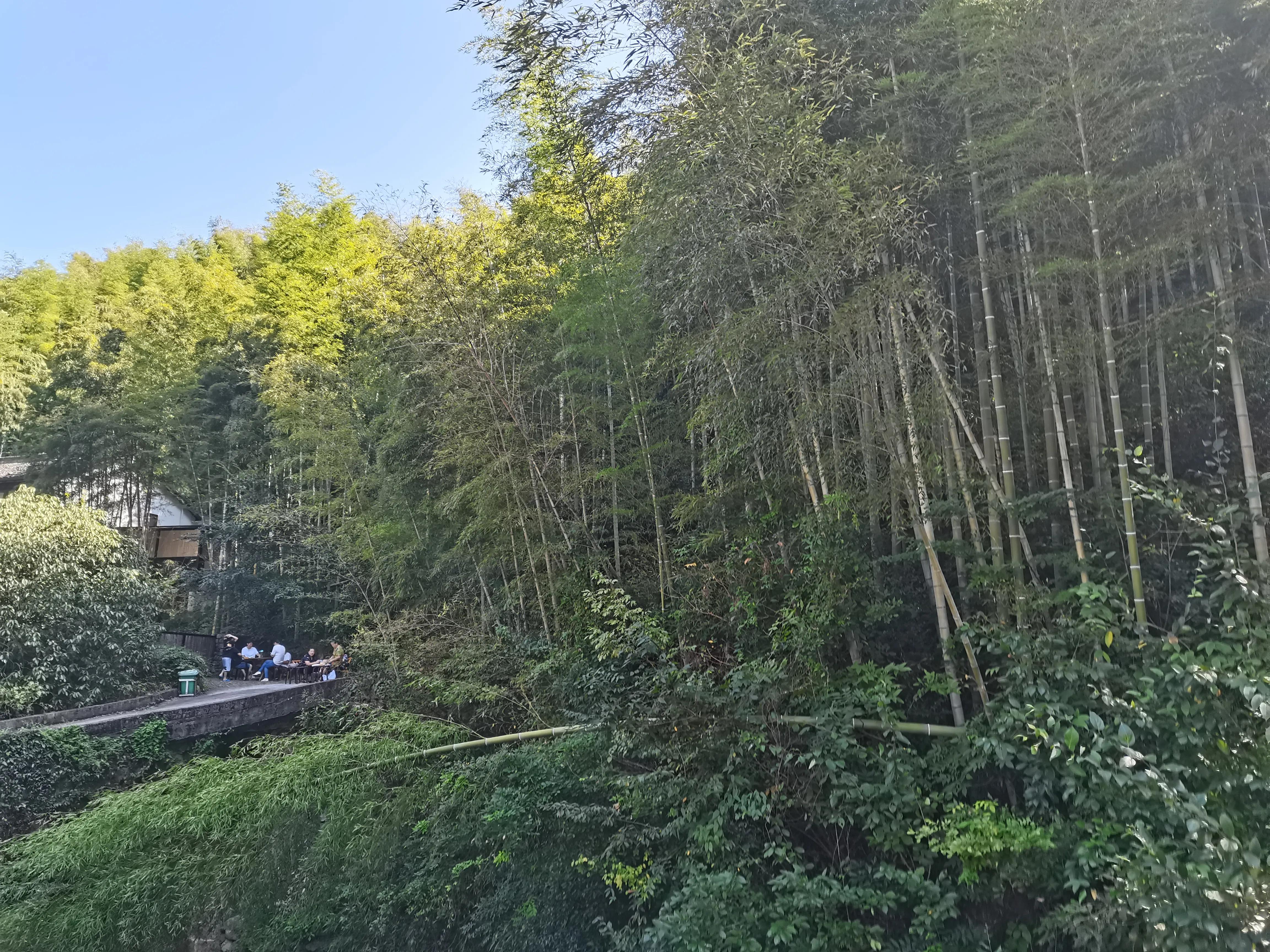 散文渔歌,散文写鸟的作文