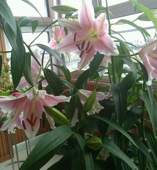 盆栽香水百合怎么养才能更旺盛,香水百合养花的技巧