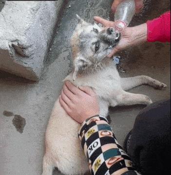 狗吃了毒香肠多久发作,狗误食毒香肠