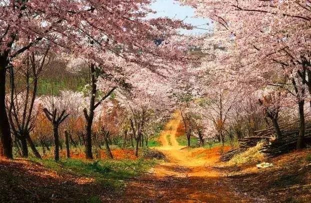 去日本观赏樱花最佳去哪个岛,去日本观赏樱花可能去什么岛