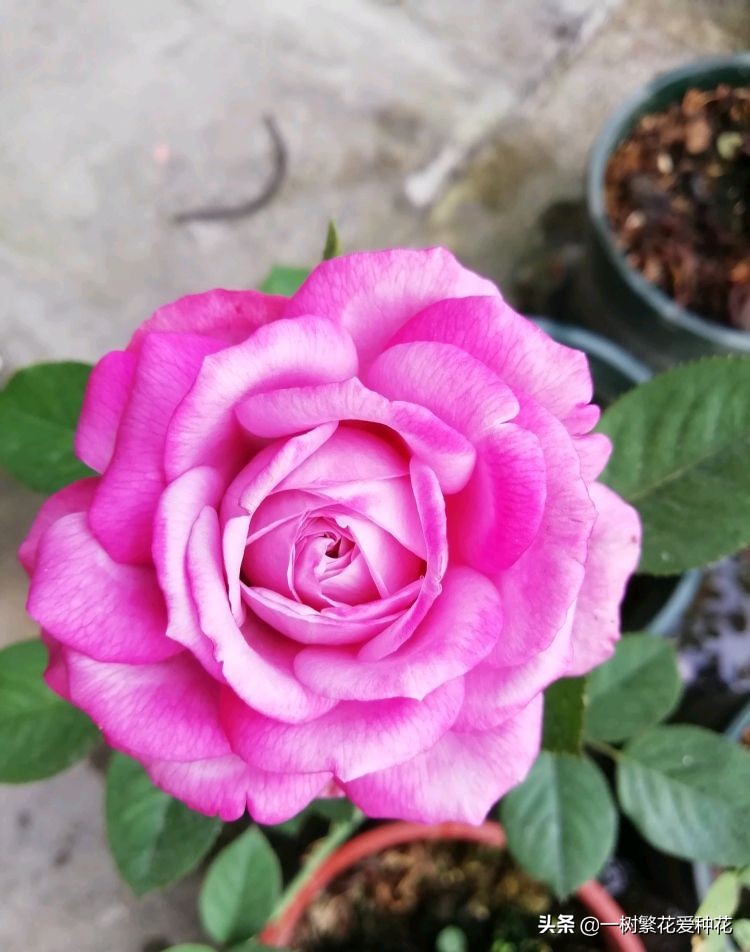 蓝紫青龙月季优缺点,天狼蓝紫月季