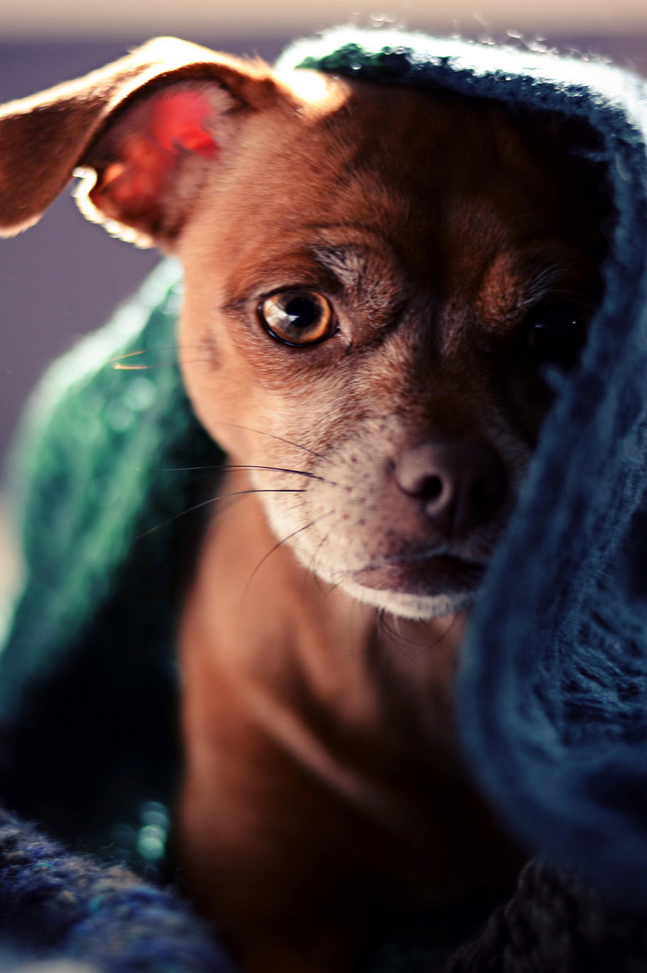 预防犬细小病毒的最好方法,犬细小病毒会传染给人吗