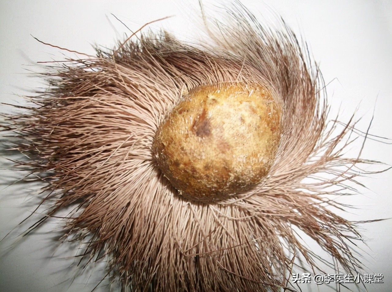 片仔癀为什么叫药中茅台,片仔癀提价和茅台提价