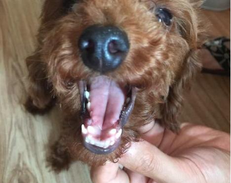 泰迪犬初老的5大表现你家有哪些,泰迪犬不尊重主人的表现