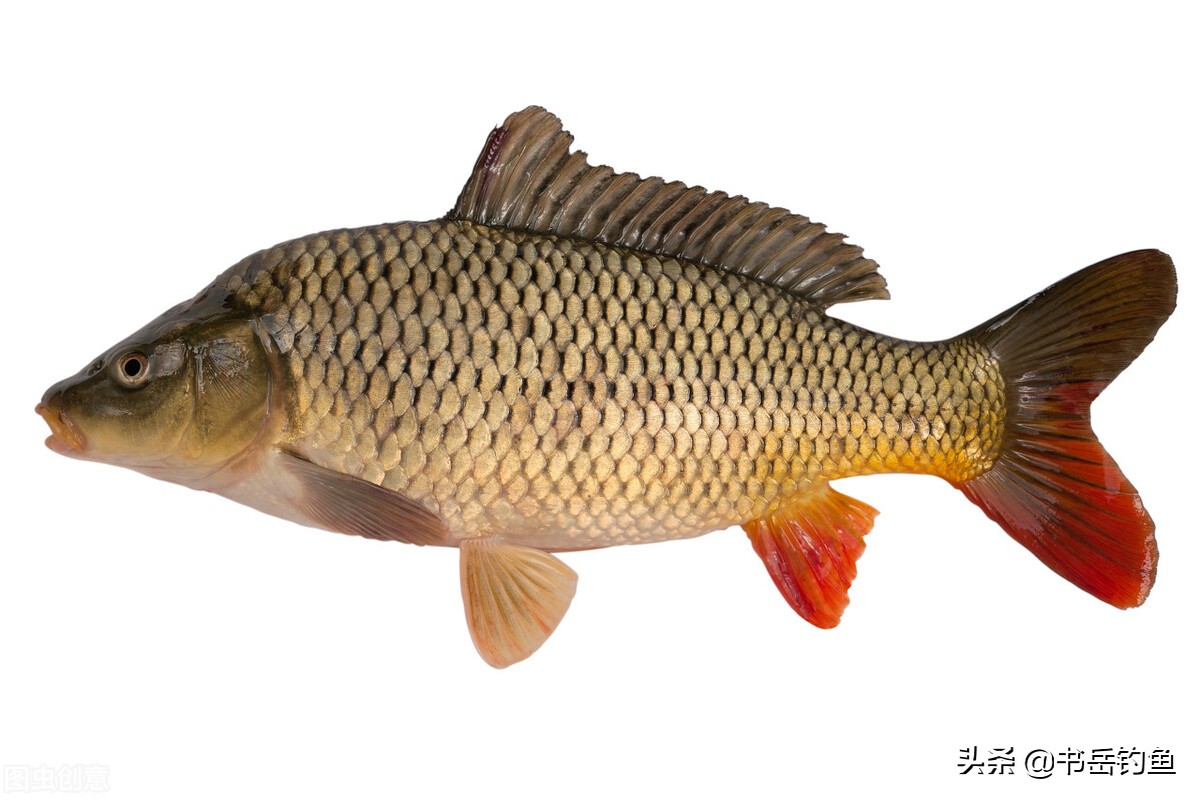 閽撻奔鎵惧噯楸奸亾鏄垎鎶ょ殑鍏抽敭,閽撳ぇ楸兼渶鐗㈢殑闃查挬鏂规硶