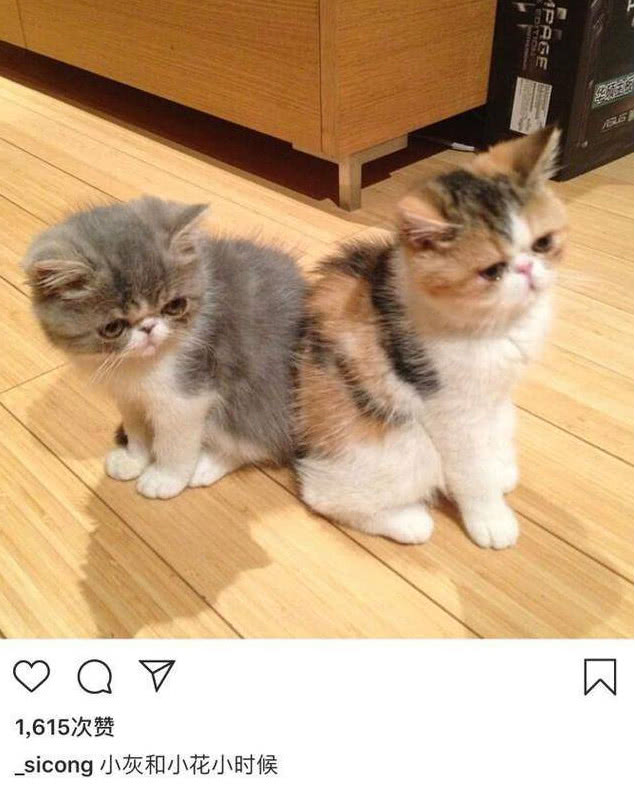 王思聪的狗可可最近怎样了,王思聪养宠物