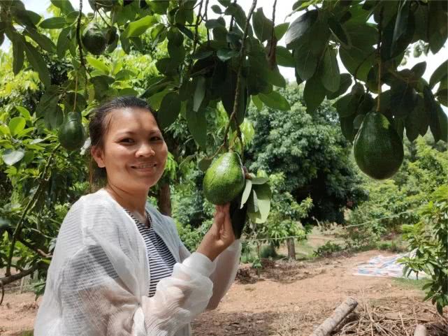 果肉饱满香甜浓郁白沙荣邦吴其貌线上销售菠萝蜜助农增收销路畅