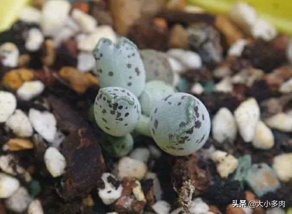 多肉品种水泡,粉色萌宠多肉