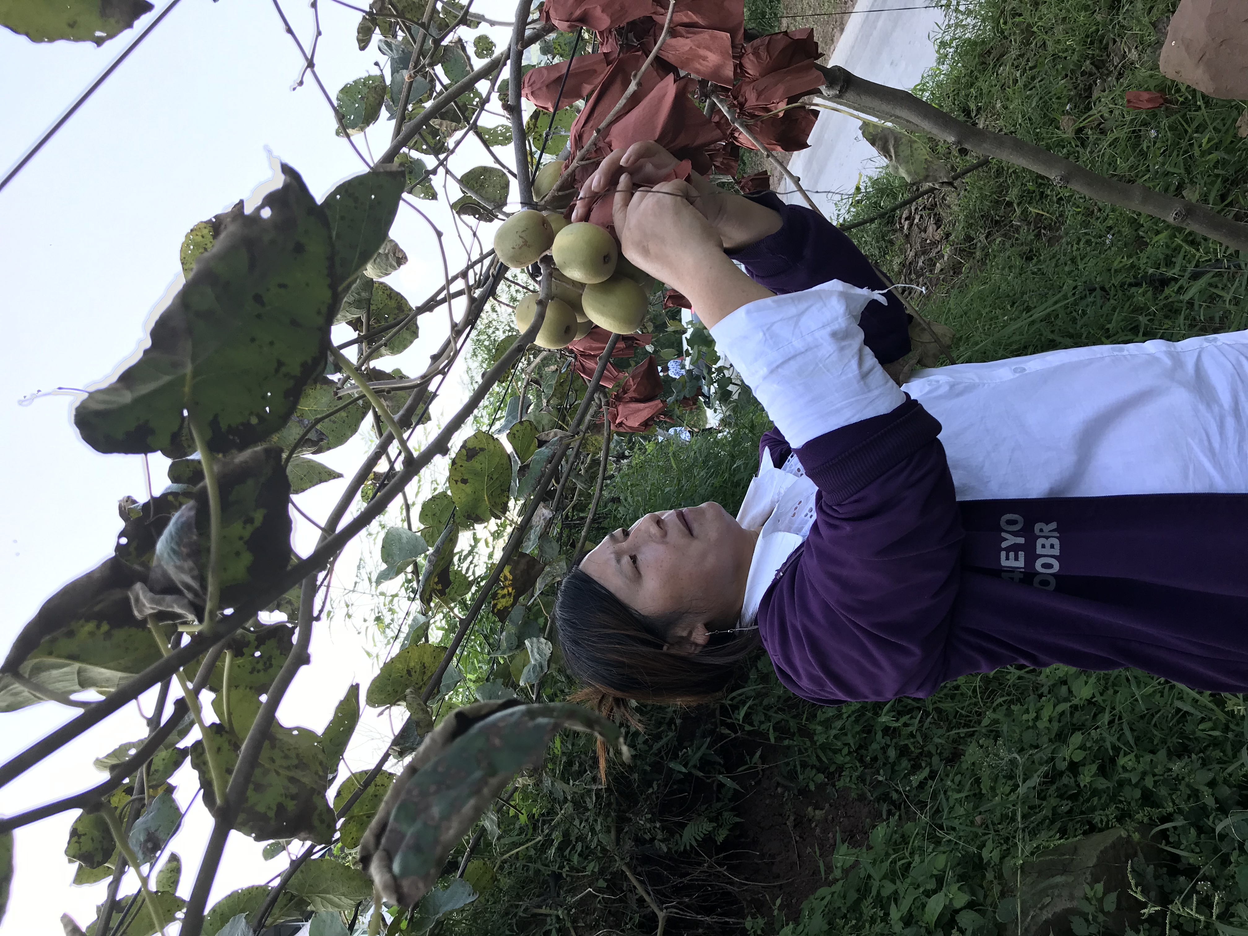 苍溪红心猕猴桃销量第一名,苍溪历年红心猕猴桃产量