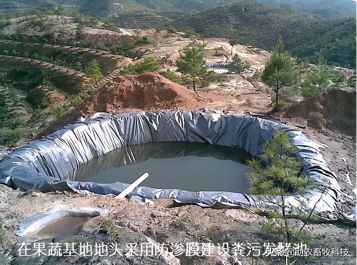 鸡粪有机肥除臭最有效的方法,鸡粪怎么发酵做养花肥料