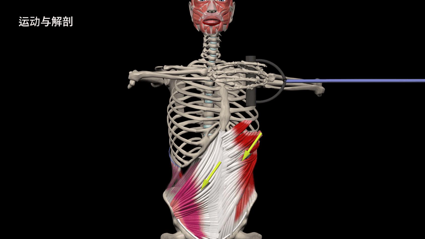 给大家示范一下练腹肌最好办法,又快又有效又简单的腹肌怎么练