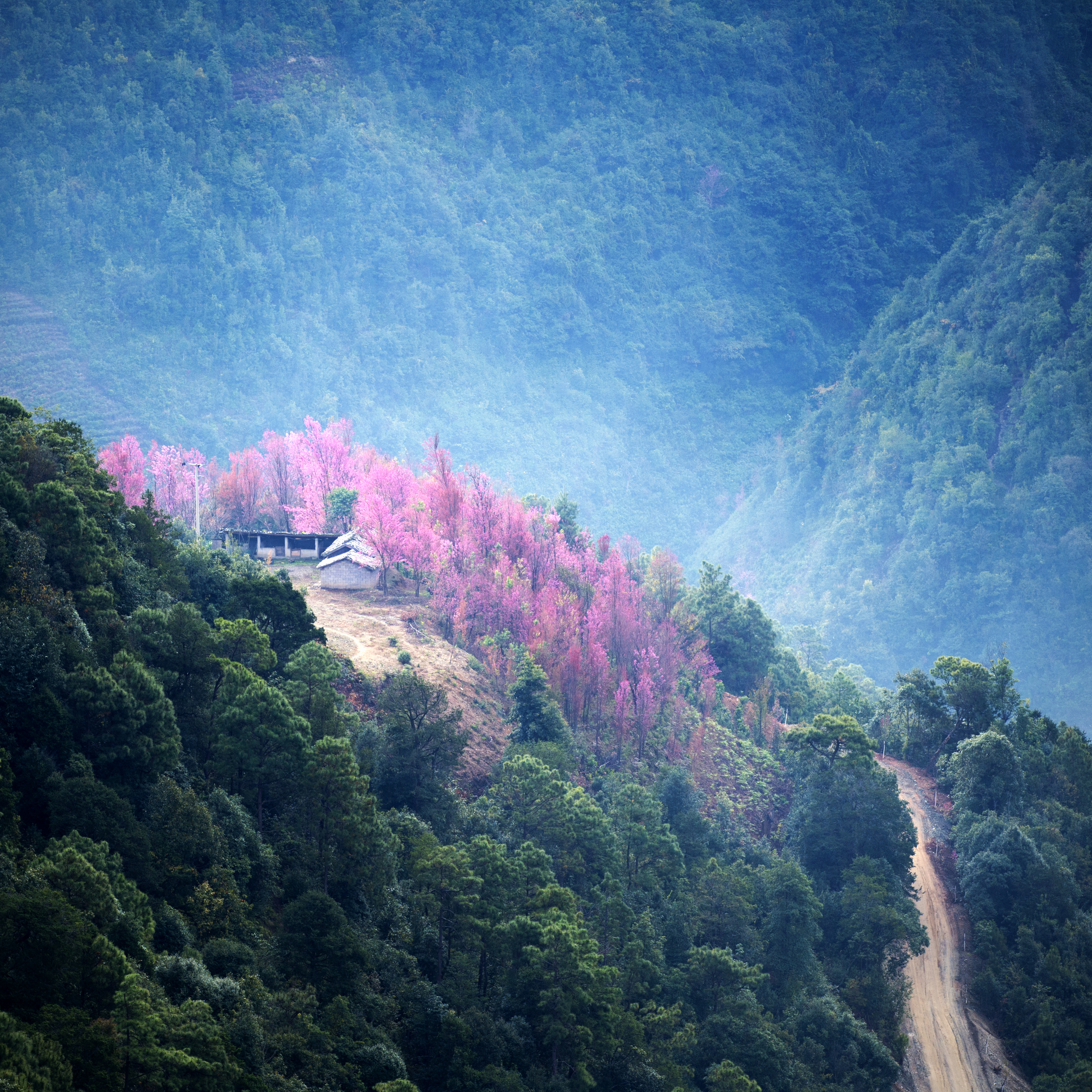 2023腾冲看银杏最佳时间,腾冲看银杏树旅游攻略