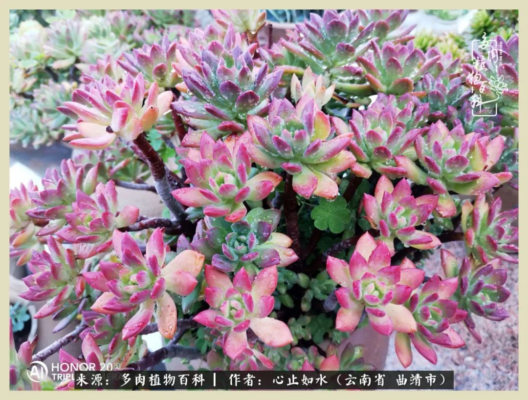 感谢陪伴感恩所有的遇见,让每个人都能感受到多肉的美好