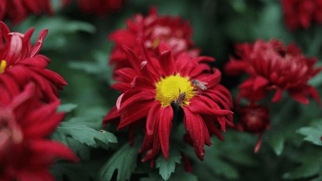 兴化千垛菊花海,广州海心沙菊花海