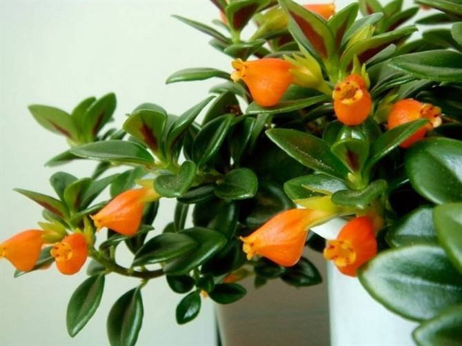 金鱼吊兰疯长不开花什么原因呢,金鱼吊兰的正常和徒长的对比照片