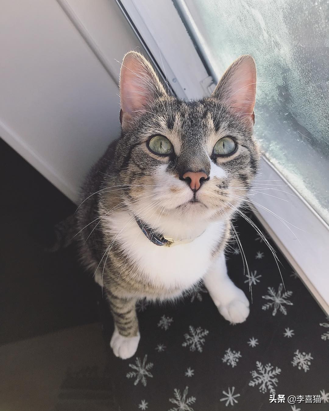 辟谣：自己养的猫随便摸？撸猫要讲究方法，不然就是在消耗信任度