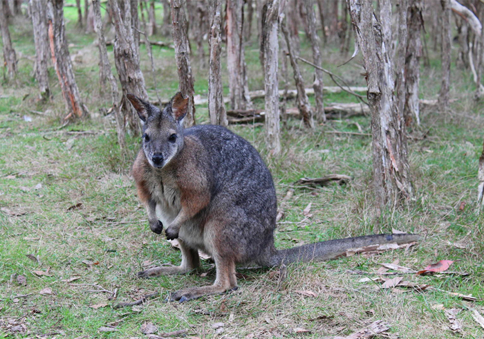 怀胎三年故事,怀胎四年的故事