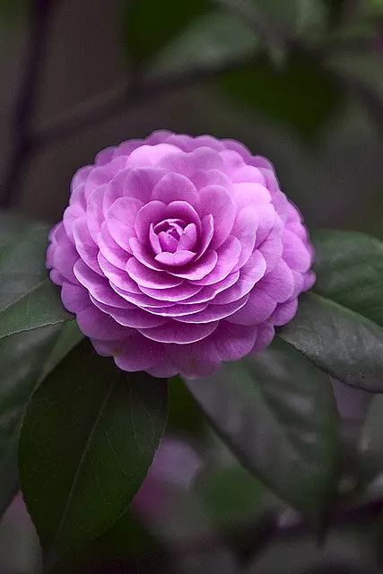 中国十大名花惊艳千年,中国十大名花美极了