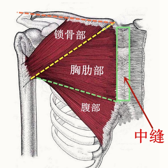 上斜卧推怎么练胸肌中缝,练胸肌最好的6个动作卧推