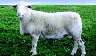 关于羊快疫的防治技术