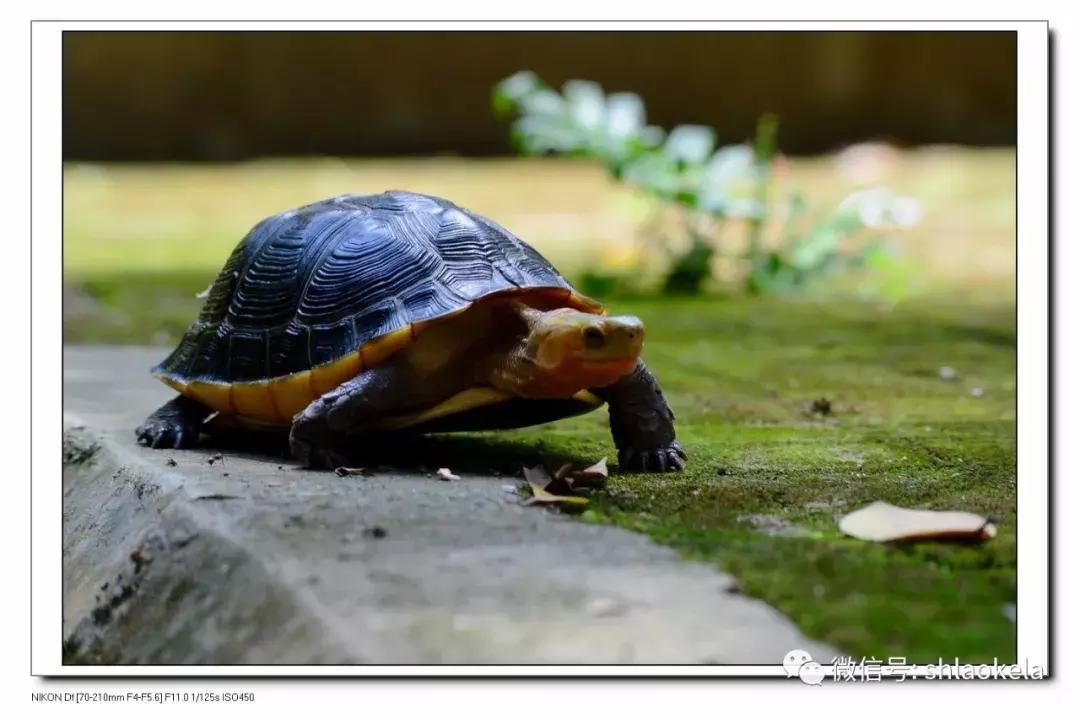 黄缘乌龟宠物,黄缘龟喜欢的植物