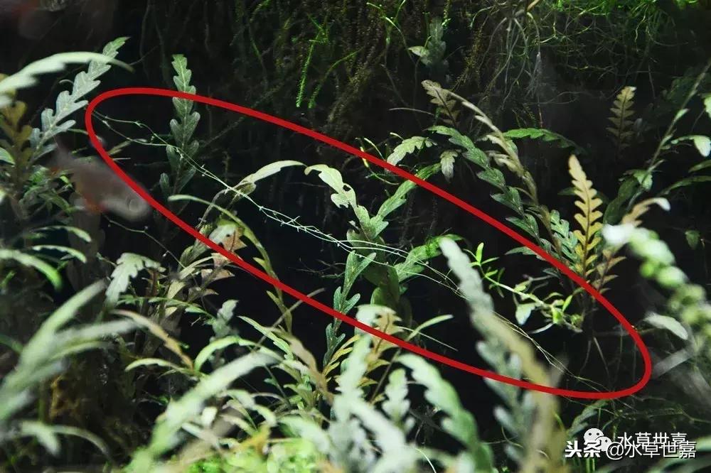 草缸常见10种藻类的解决方法,草缸藻类生物防治方法