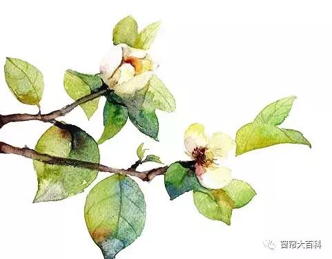 阳台窗帘加窗幔效果,千鸟格窗帘加窗幔