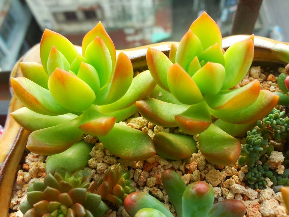 黄丽徒长砍头后怎么养护,黄丽夏季露养