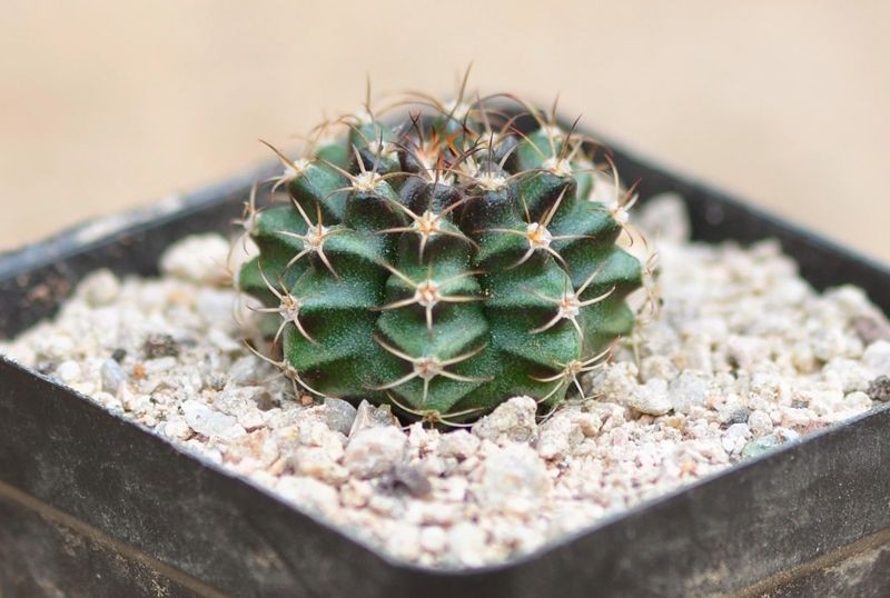 148个仙人球品种大全,100个仙人球品种