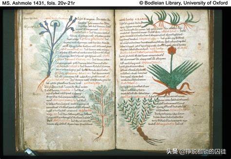 西方国家古代没有中药怎么治病,古代人生病都吃什么药