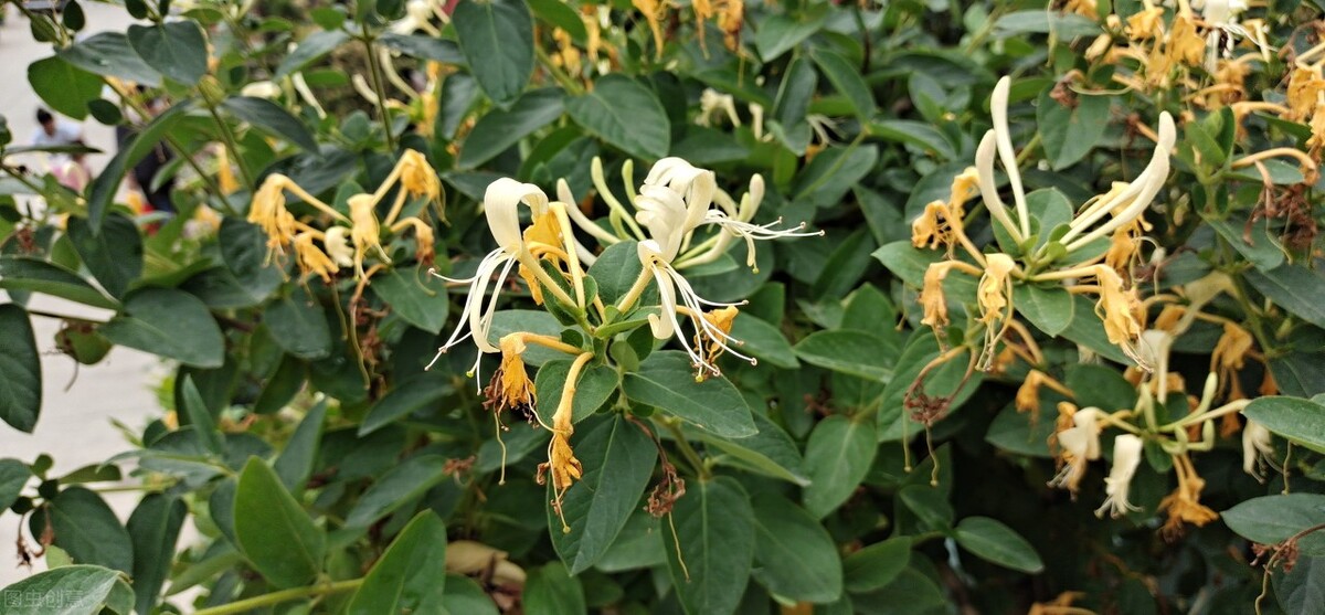 园林人需要知道的85个花卉知识,园林花卉的种类及图片